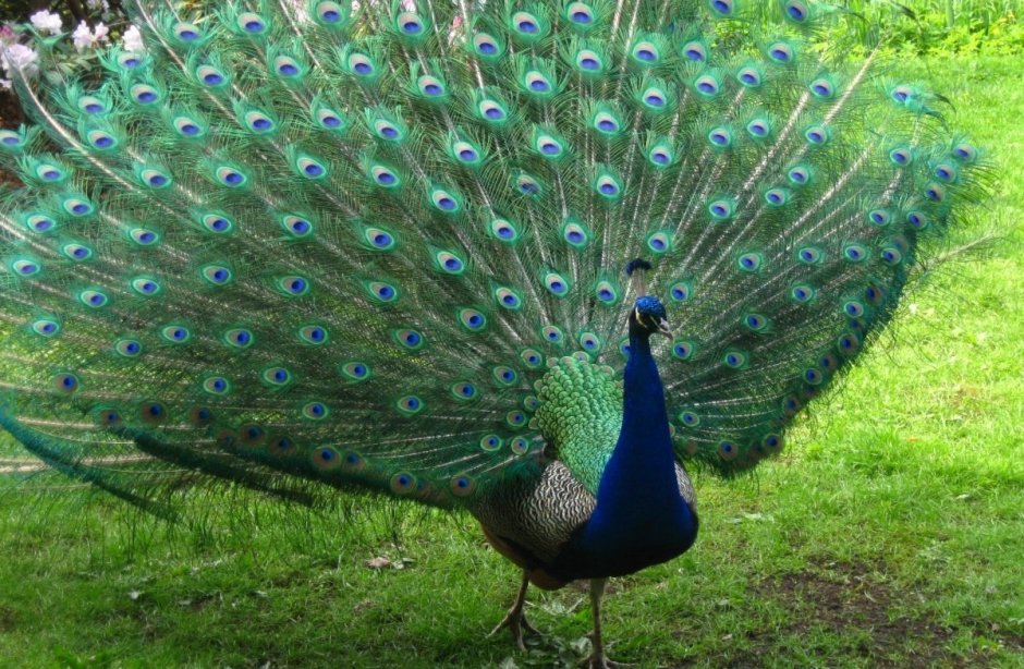 Обыкновенный Павлин Черноплечий