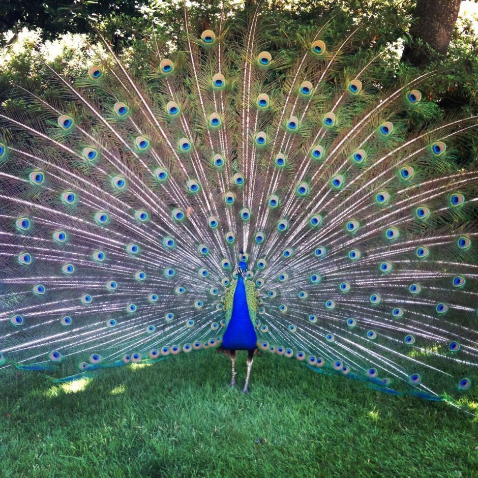 Паулин птица Паулин