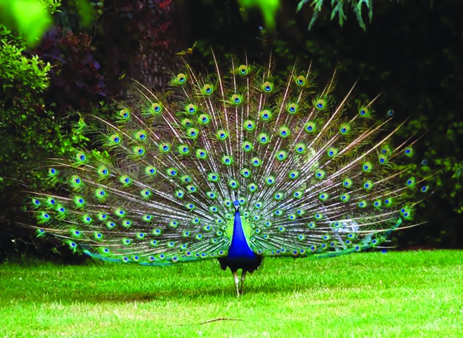 Павлин Мавлин птица