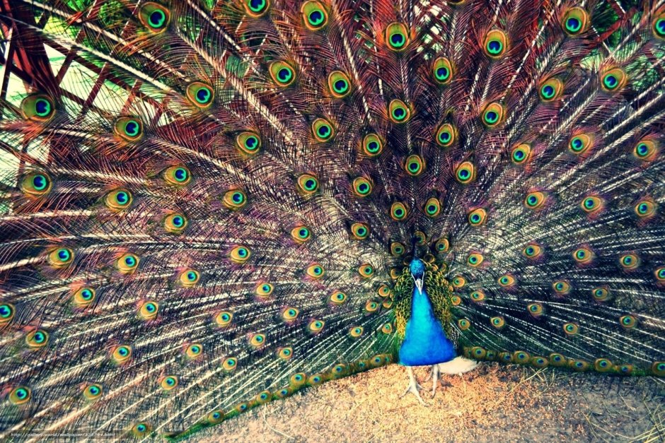 Сулавеси Павлин