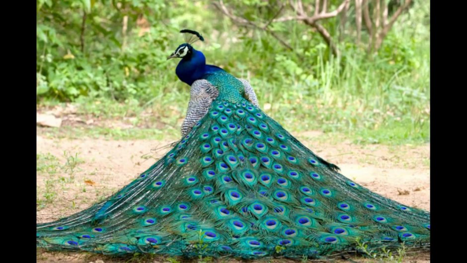 Индийский Павлин