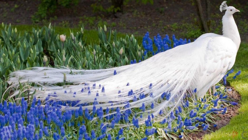 Белый Королевский Павлин