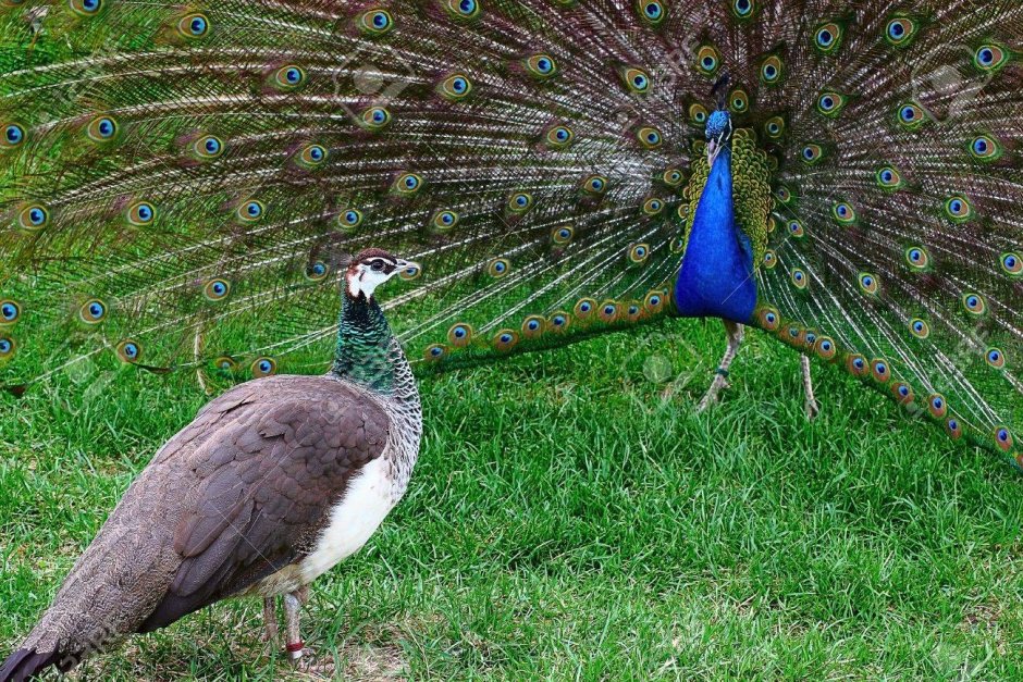 Павлин самка и самец