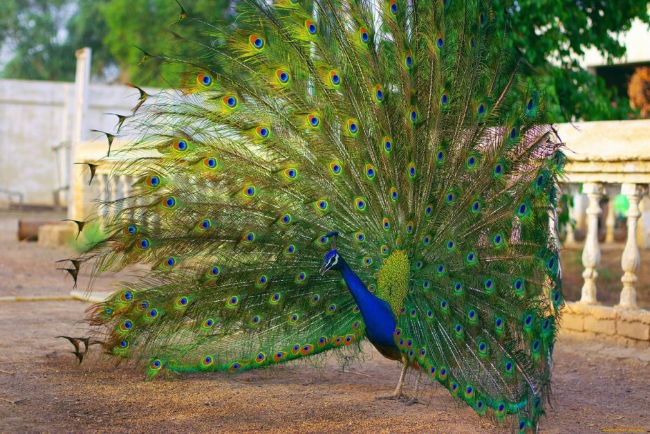 Яванский Павлин