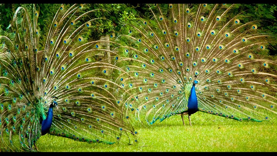 Два павлина с распущенным хвостом