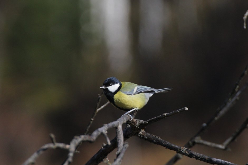 Большая синица Parus Major