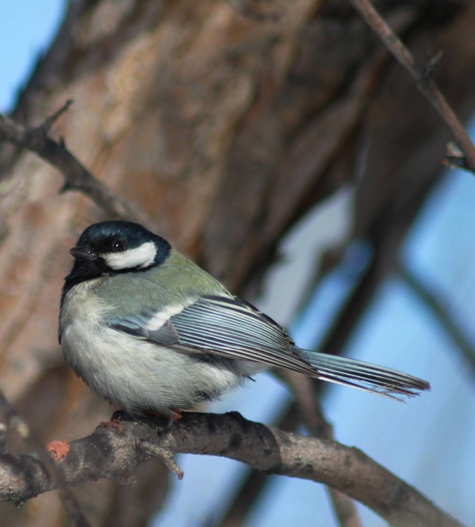 Восточная синица Parus Minor