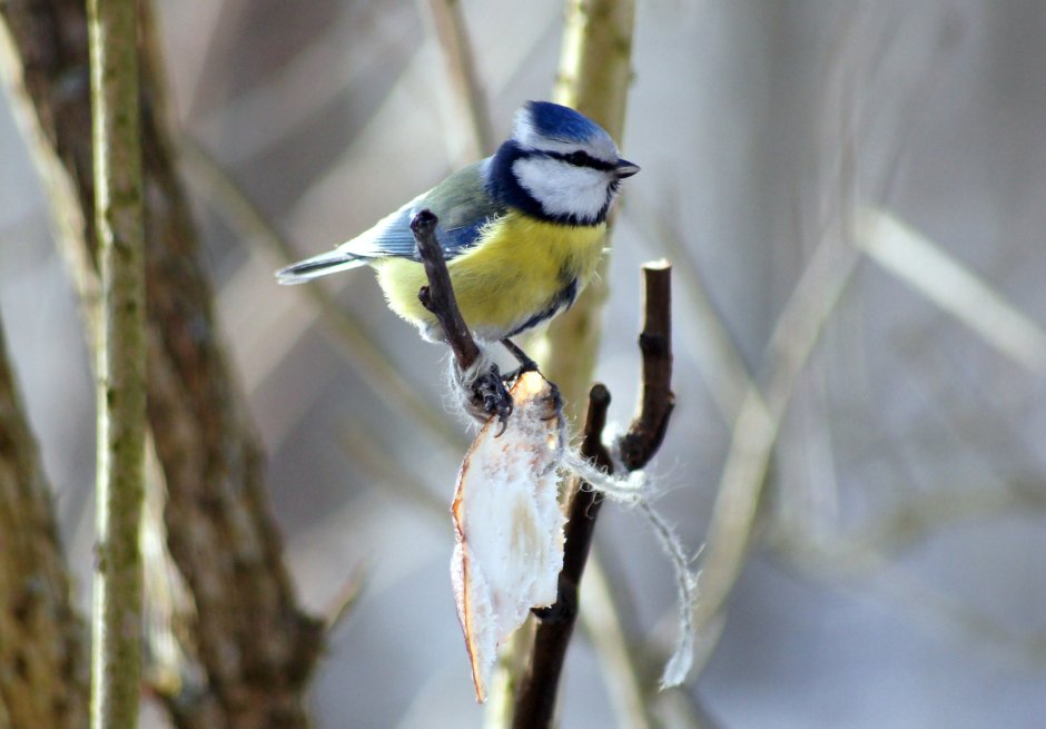 Синица Parus Major