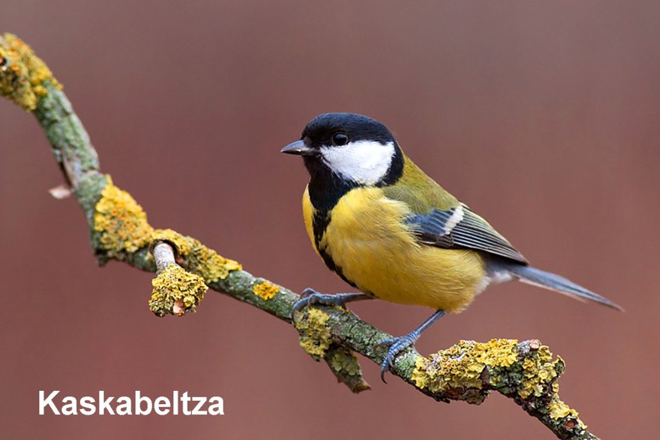 Синица Parus Major