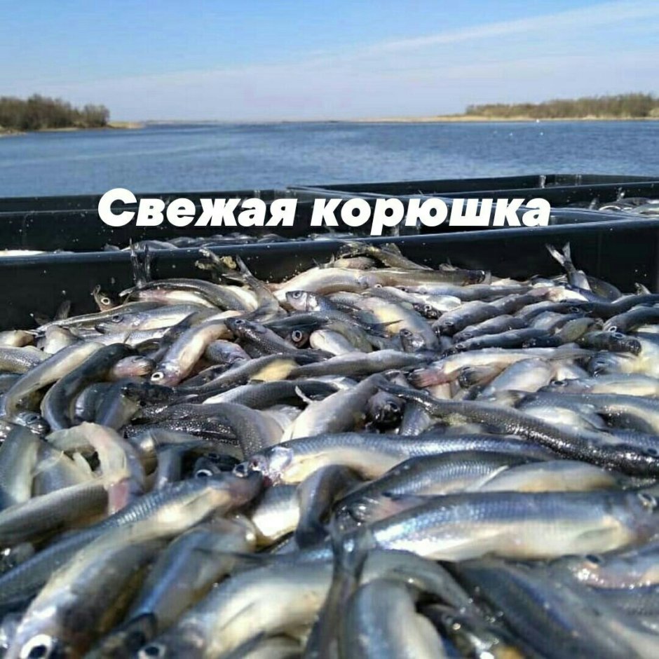 Корюшка прибойка