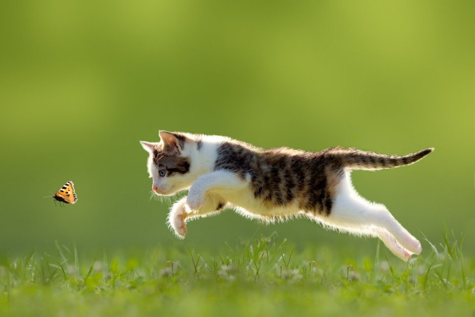 Котенок прыгает
