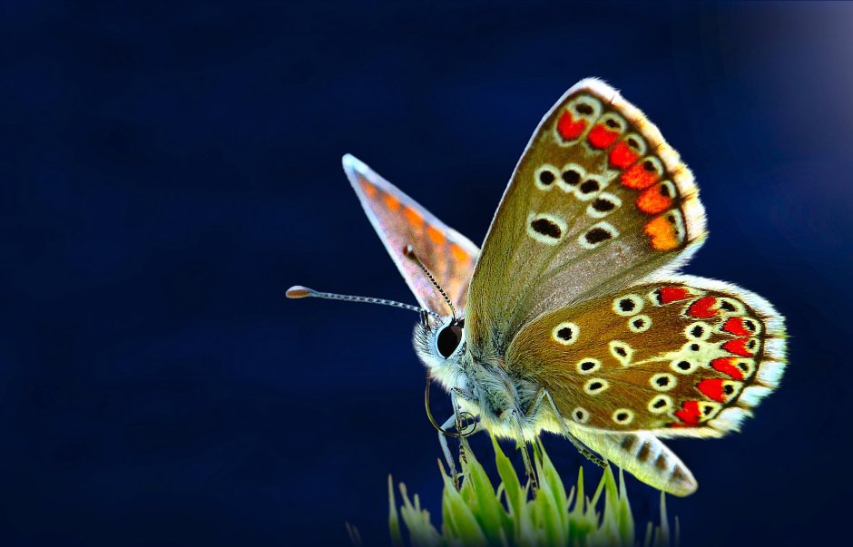 Polyommatus Thersites