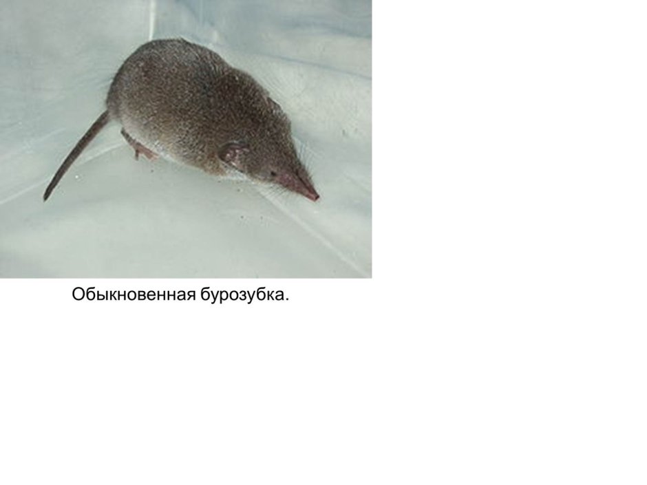 Этрусская бурозубка