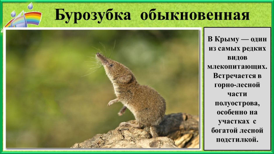 Обыкновенная землеройка бурозубка