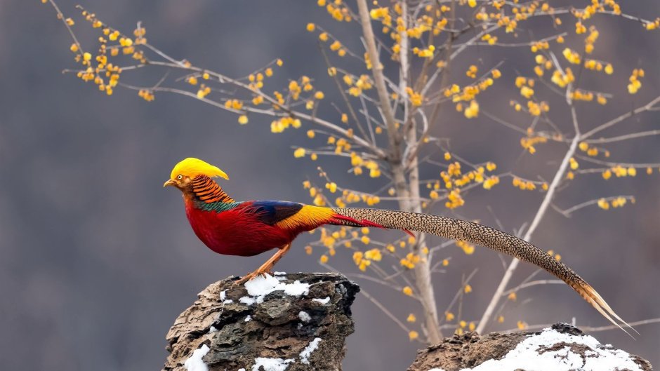 Золотой фазан Chrysolophus pictus