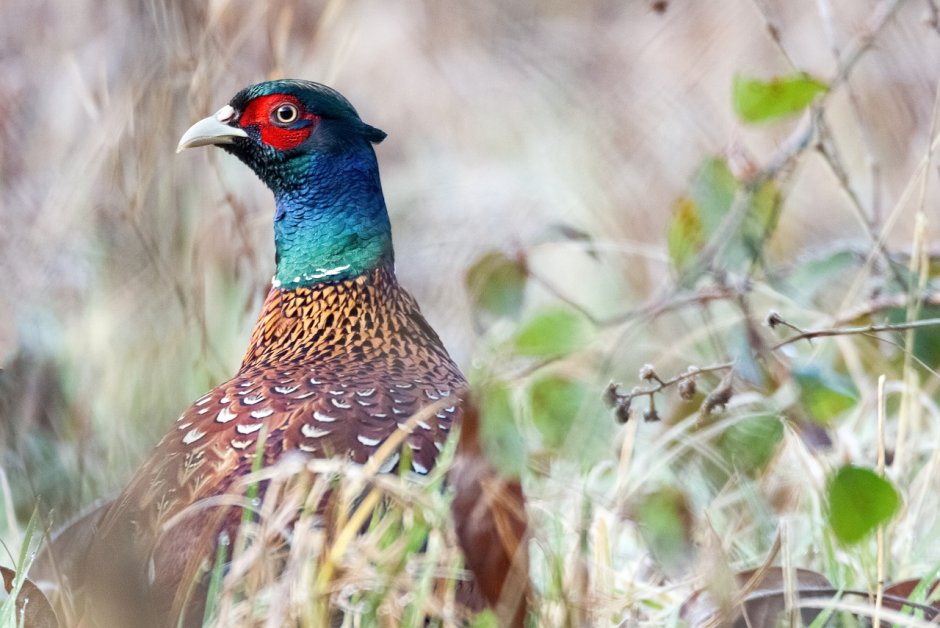 Stunning Golden Pheasant facts