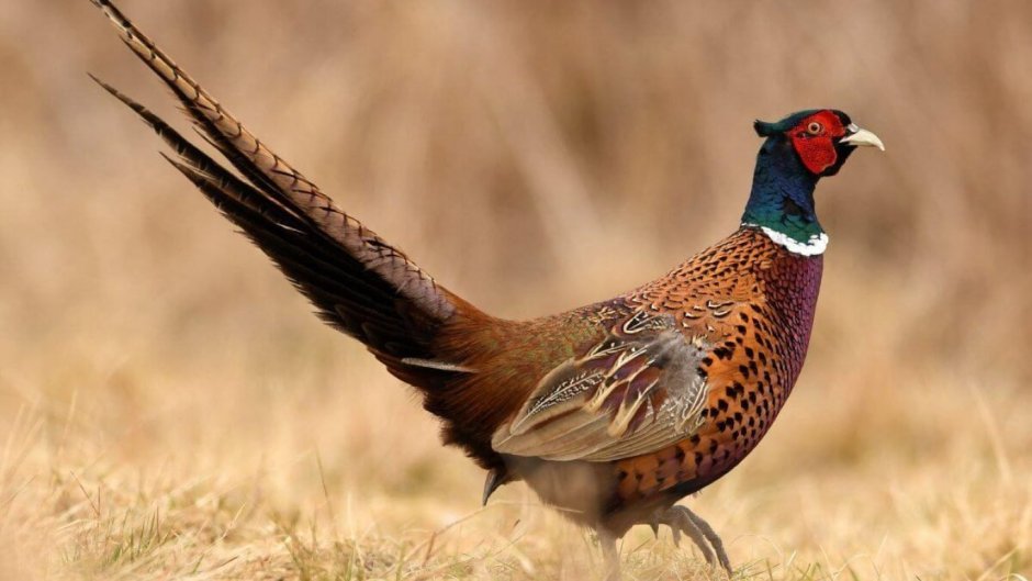 Ткань Pheasant Hunt Garnet