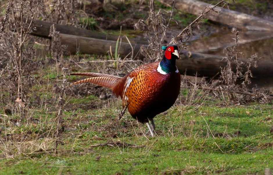 Red ringneck Pheasant