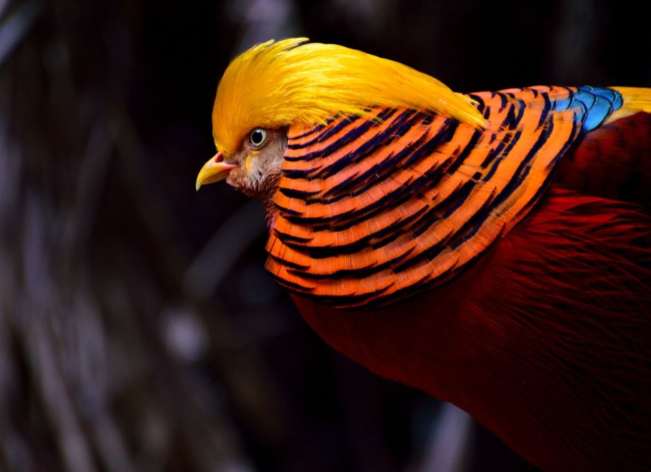 Обои Golden Pheasant