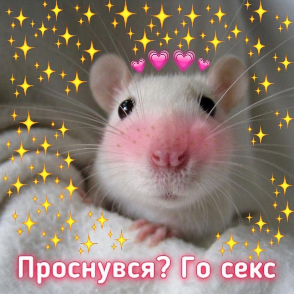 Морда мышки раскраска