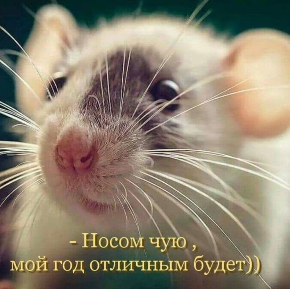 Забавные мышки