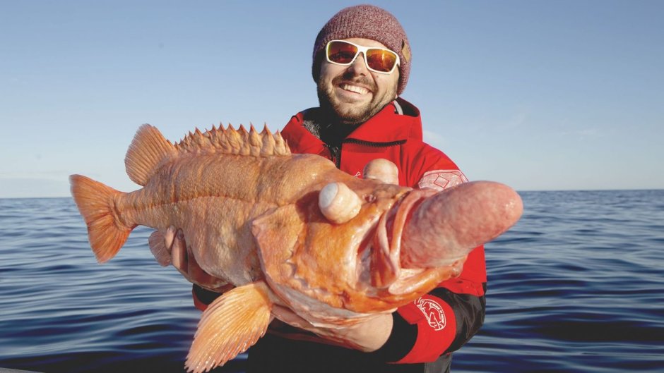 Красный глубоководный морской окунь