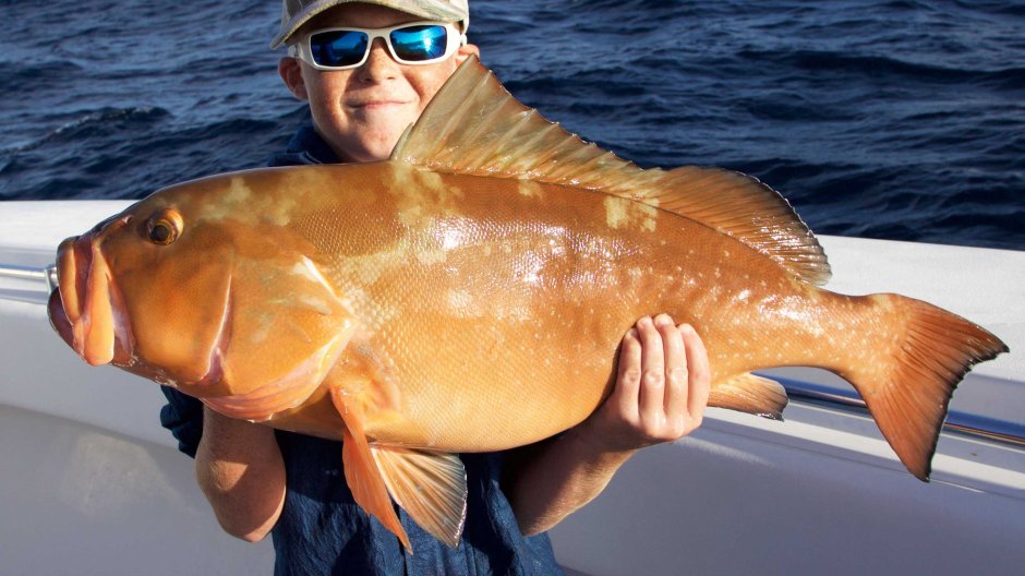 Epinephelus Morio