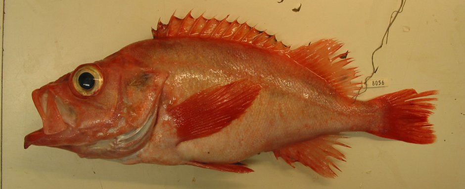 Морской окунь с головой