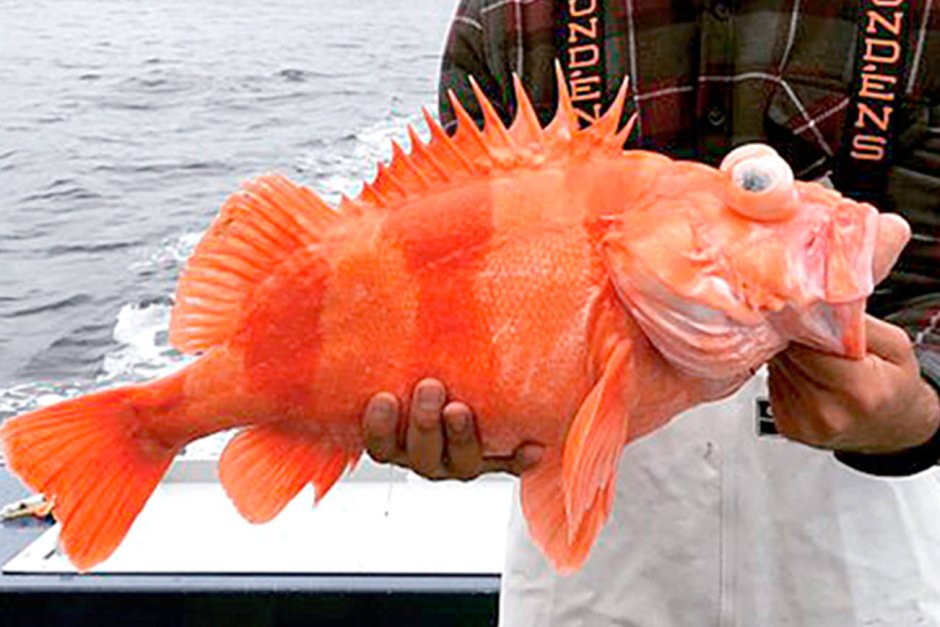 Cutting the Red Fish