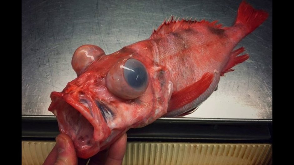 Морской окунь страшный