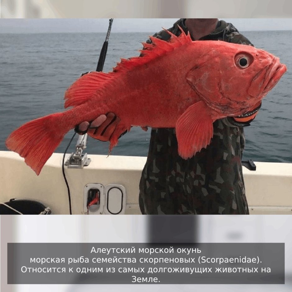 Беринговоморский морской окунь