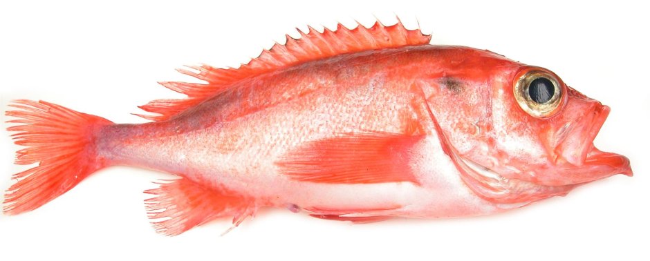 Окунь морской клювач