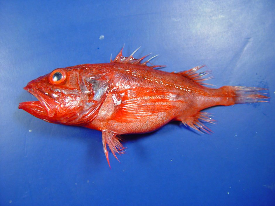 Морской окунь маленький