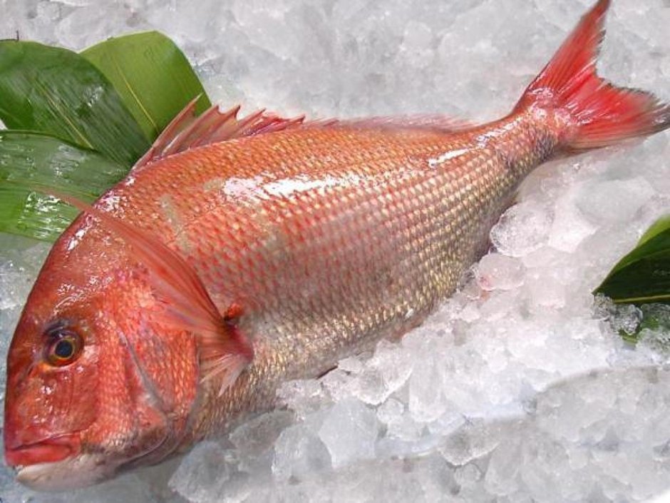 Красноперый окунь морской