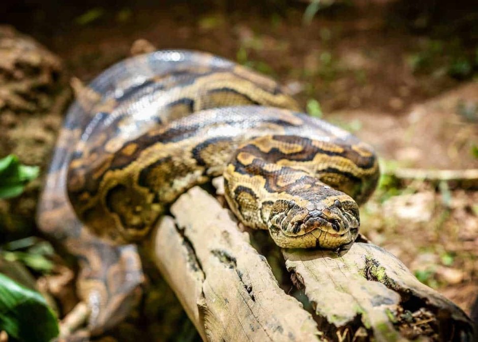 Python sebae