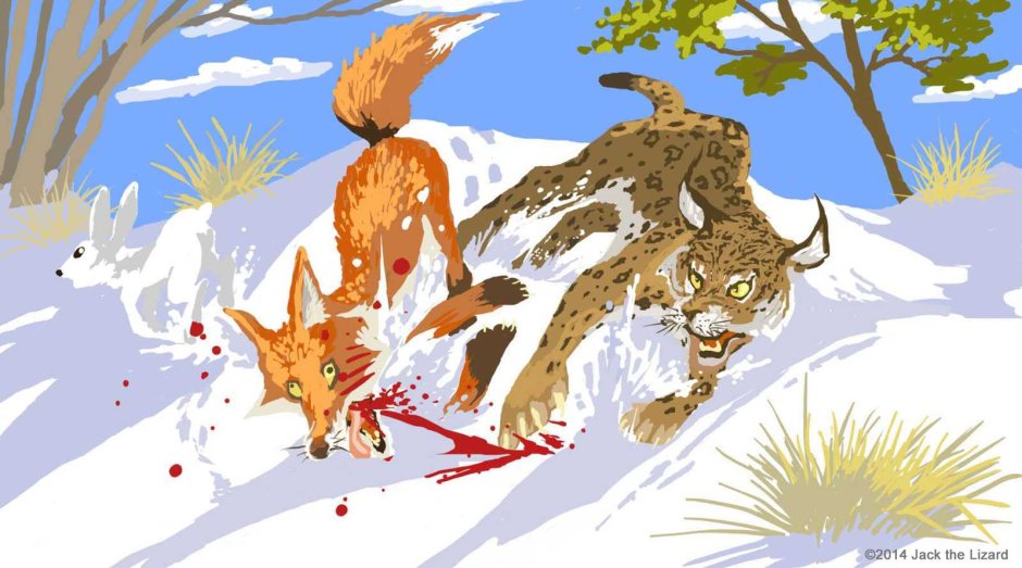 Lynx and Fox