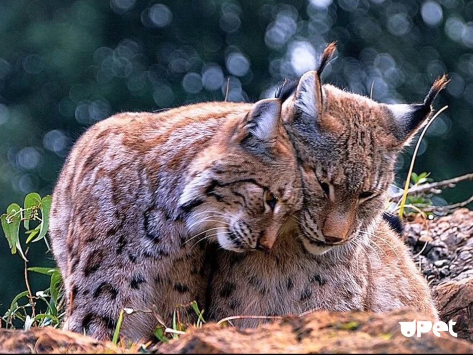 Пара животных