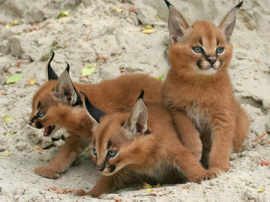 Каракал кошка