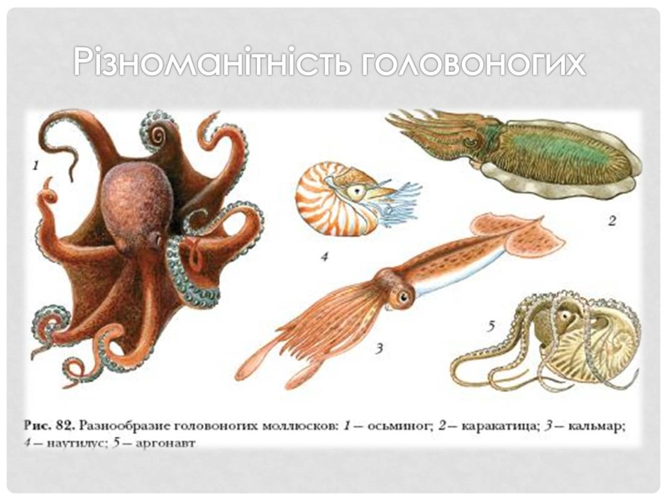 Головоногие моллюски дыхательная система