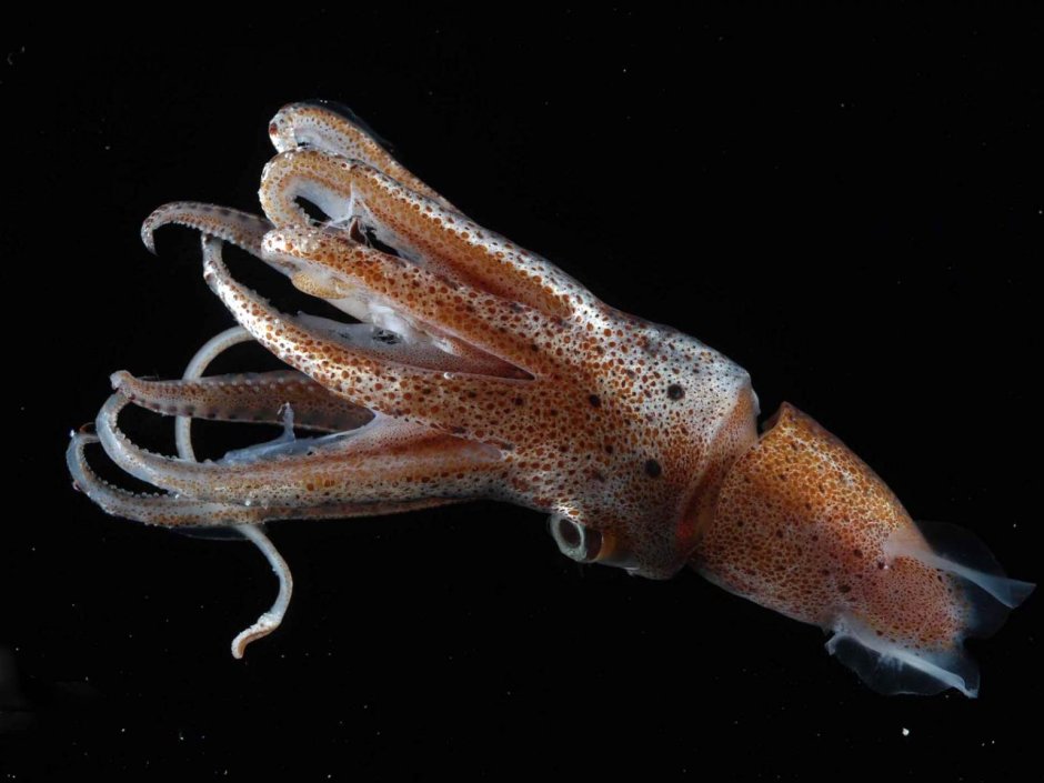 Кальмар Lolliguncula Brevis