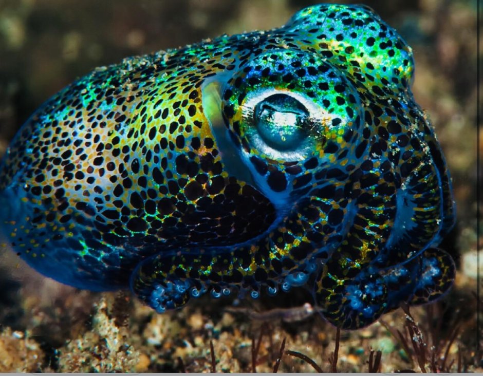 Euprymna scolopes