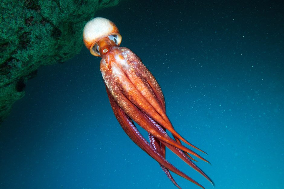 Enteroctopus dofleini