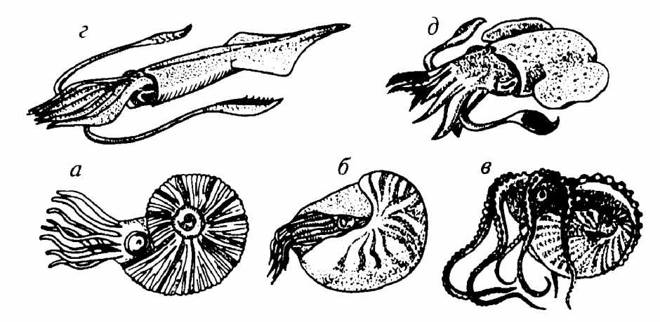Головоногие моллюски, класс Cephalopoda