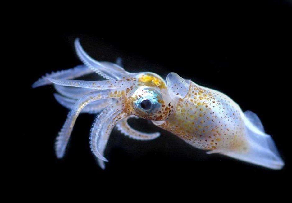 Cycloteuthis akimushkini