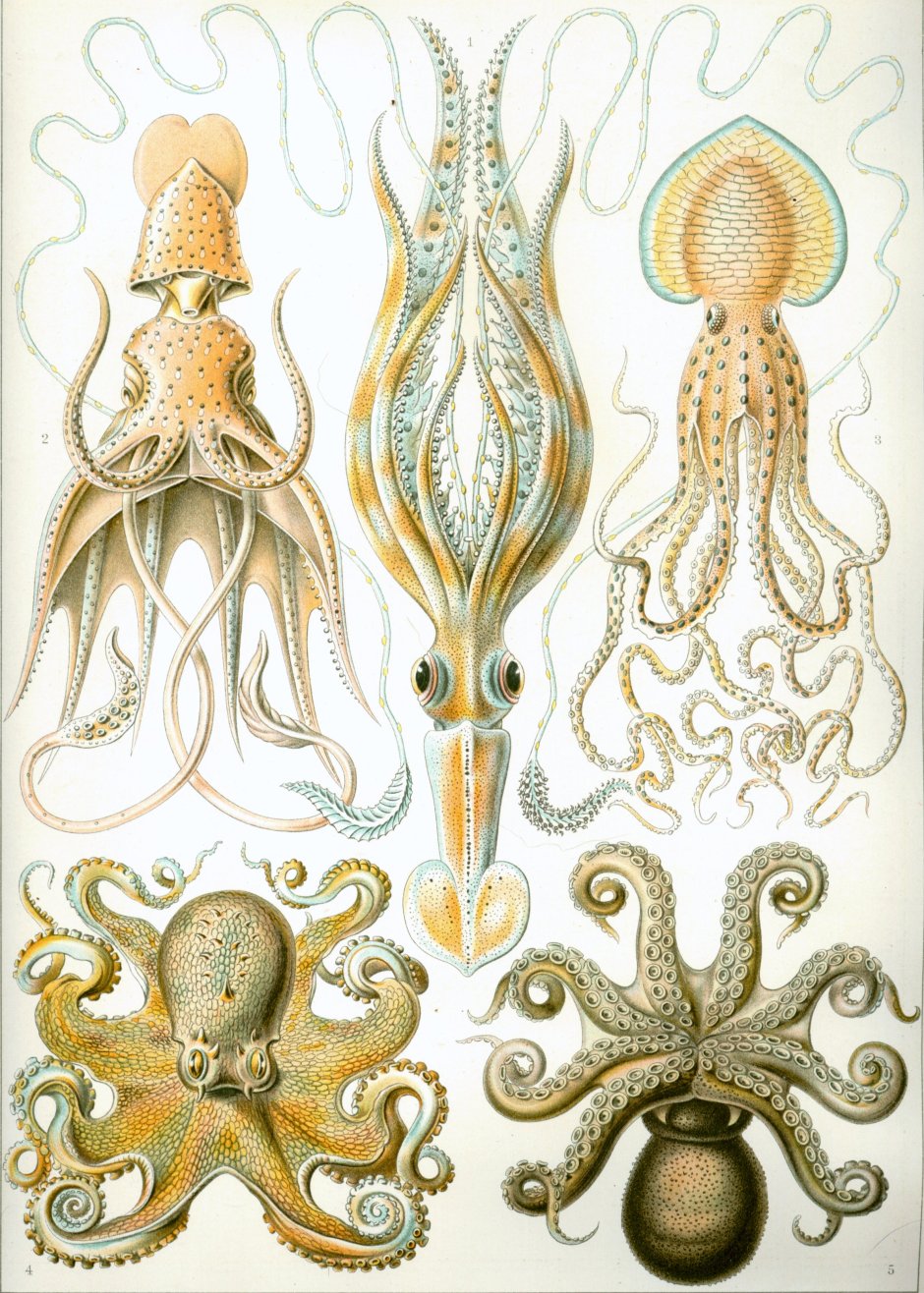 Эрнст Геккель Kunstformen der Natur, 1904