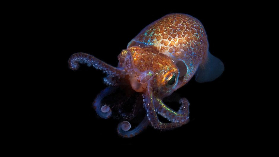 Кальмар Euprymna scolopes
