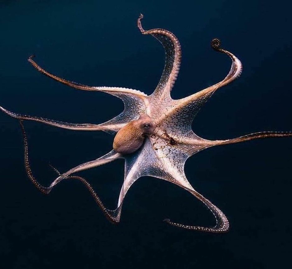 Giant Pacific Octopus
