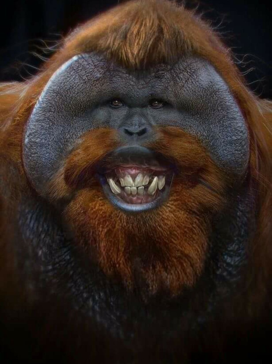 Уганда обезьяны