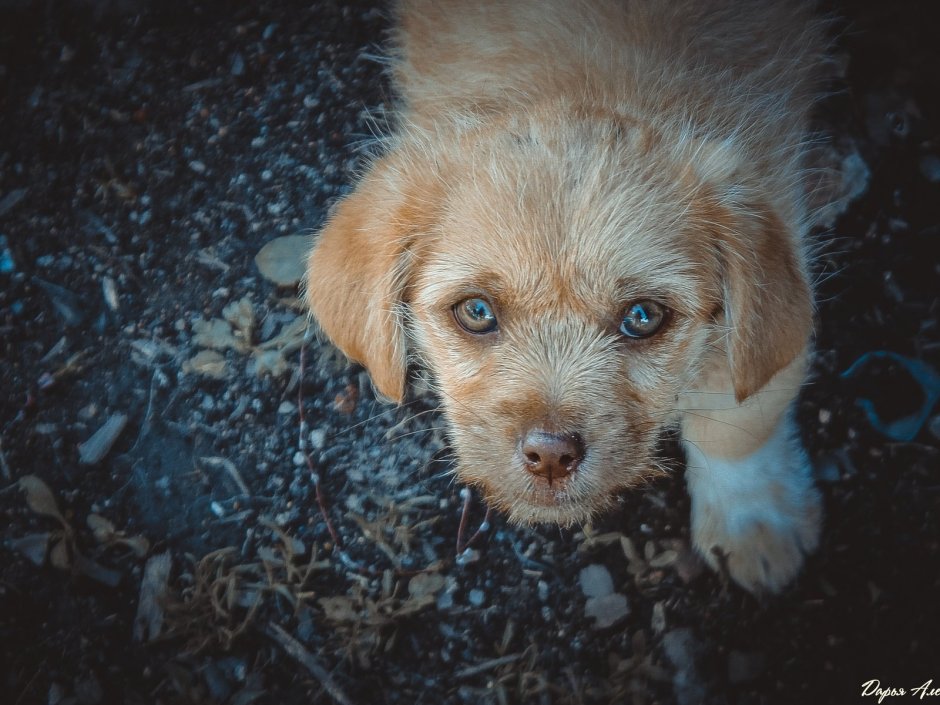 Жалостливый щенок