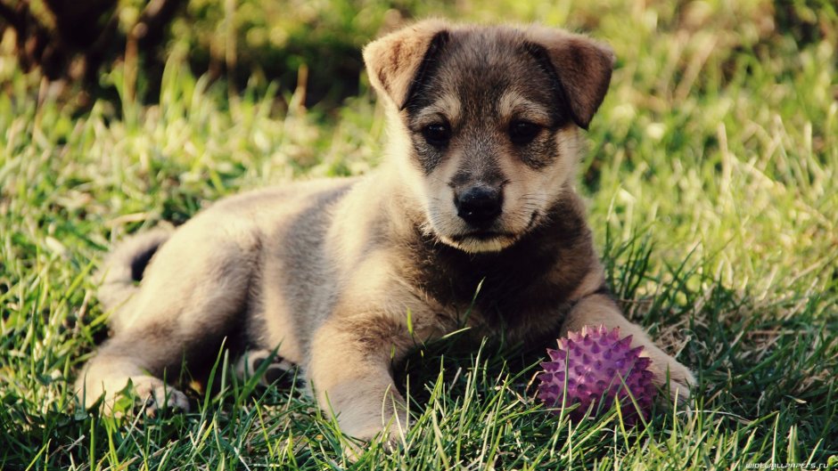 Картинки щенков